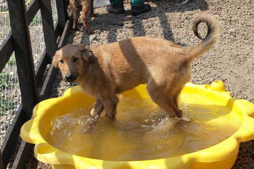 Rosenbund-Charity Hund beim Baden im Tierheim