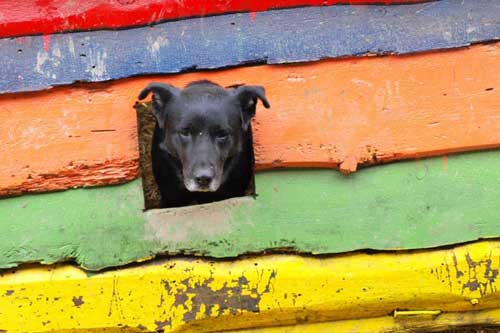 Rosenbund-Charity Hund schaut durch eine bunte Wand im Tierheim