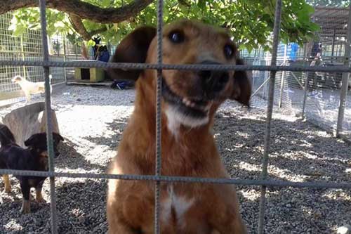 Rosenbund-Charity Hund hinter Gittern im Tierheim