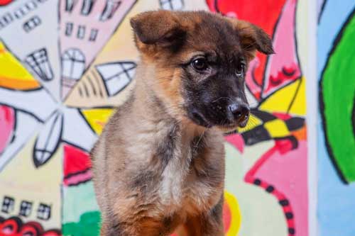Rosenbund-Charity Babyhund im Tierheim