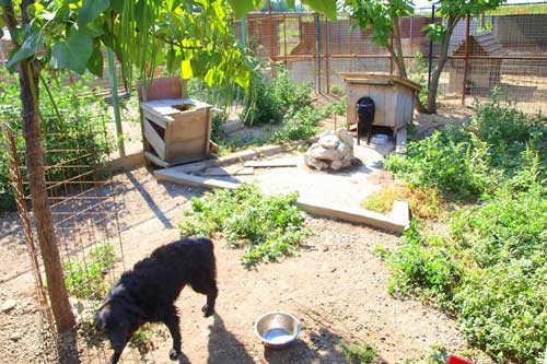 Rosenbund-Charity Hunde mit Hütte im Tierheim